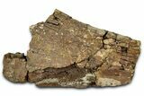 Fossil Dinosaur Bone Section - Wyoming #331023-1
